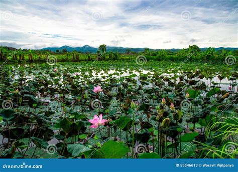 Flower lotus field stock image. Image of season, asia - 55546613