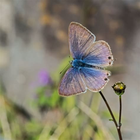 Long Tailed Blue Tokyo Mike Friel Flickr