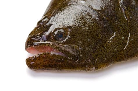 Olive Flounder Stock Image Image Of Flounder Flatfish 22524731