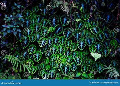 Psychedelic Plants Stock Photo - Image: 45911064