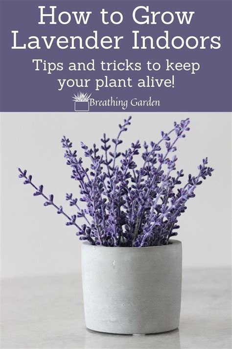 How To Grow Lavender Artofit