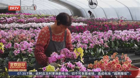 2000余万盆迎春年宵花扮靓京城节日市场 北京时间