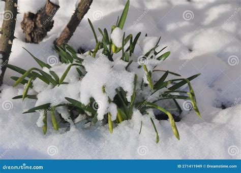 Weather Snow Fall In Kastrup Danish Capital Copenhagen Denmark Stock