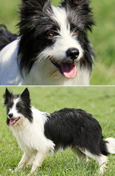 Border Collie: Coat Types and Pictures