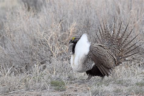 Grouse Getaway - Colorado Outdoors Online