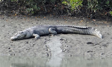 Day Crocodylus Porosus Reptile Mangroves Carnivorous Marine