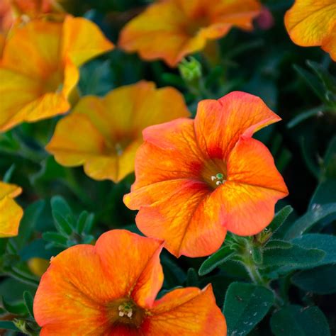 Petchoa Supercal Premium Sunset Orange White Flower Farm