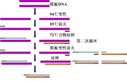 聚合酶链式反应原理及步骤 每日生物评论