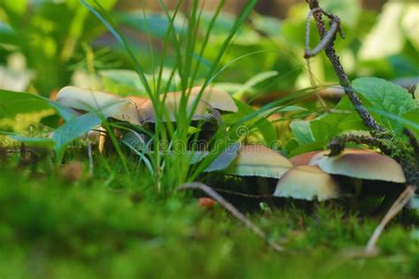 Closeup Of Forest Mushrooms On Green Forest Floor Stock Photo Image