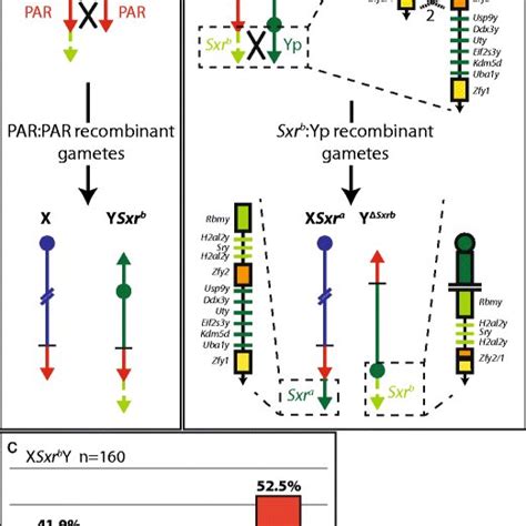 Recombination In Xsxrby Males A Par Par Recombination B Yp Sxrb Download Scientific