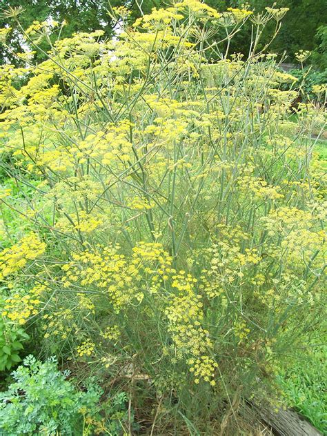 Fennel Plant Second Year Bronze Fennel Plants Often Reach 5 6 Feet In