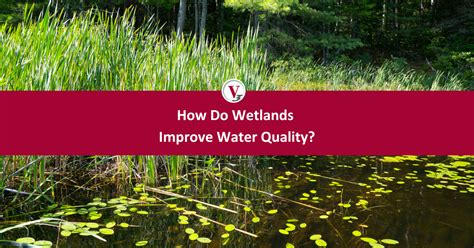 How Do Wetlands Improve Water Quality V3 Companies