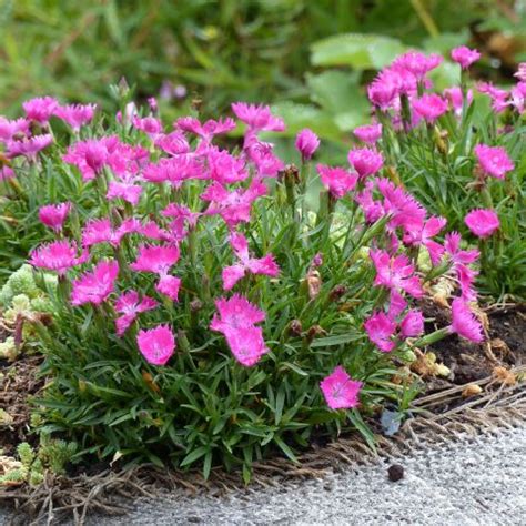 Dianthus Gratianopolitanus Kahori Naked Midrib Pink Carmine Flowers