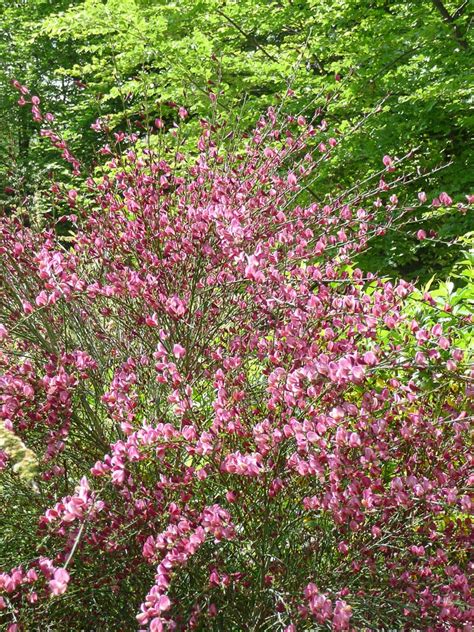 Arbuste Fleurs Roses Fleur De Passion