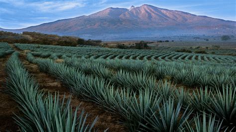 JALISCO VisitMéxico