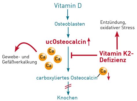 Vitamin K Imd Institut F R Medizinische Diagnostik Labor