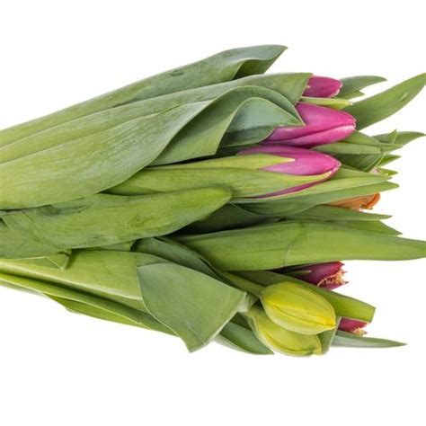 Tulpe Mix Deco Borst 30 Gramm Tulpen Zweifarbig Heyl