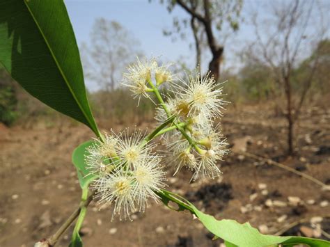 West African Plants A Photo Guide Syzygium Guineense Willd Dc