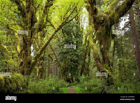 Wa22252 00washington Trail Through Moss Hung Big Leaf Maple Trees In The Quinault Rain