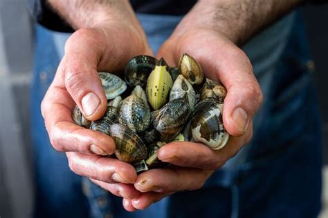 Ristorante Mare Nostrum Seafood In Roma Con Cucina Pesce