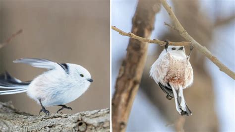 Las Aves M S Adorables Peque As Hadas De La Nieve Japonesas Hacen