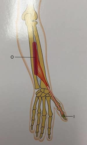 Human Movements Elbow Wrist Hand Flashcards Quizlet