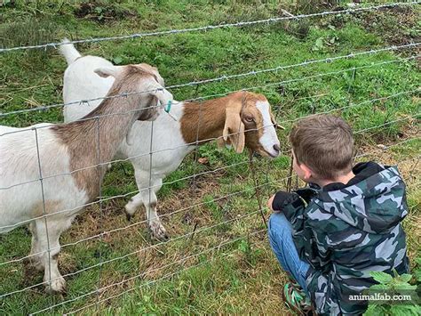 How Many Babies Do Goats Have Per Pregnancy Answer