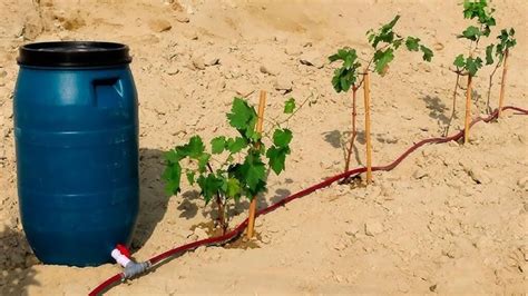 Cómo hacer tu propio riego por goteo casero con botellas