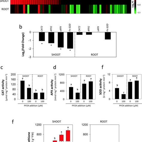 Effects Of Pfoa Exposure On Shoot And Root Growth Photographs Of Whole