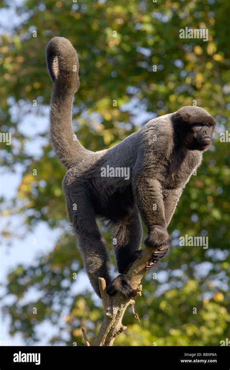 Wollspinnen Affe Fotos Und Bildmaterial In Hoher Aufl Sung Alamy