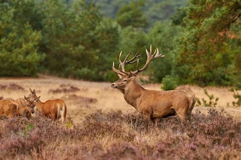 Kr Ller M Ller Museum And Hoge Veluwe National Park Small Group Tour