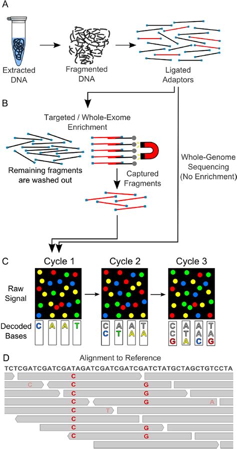 Steps In Next Generation Sequencing A Extracted Dna Is Randomly