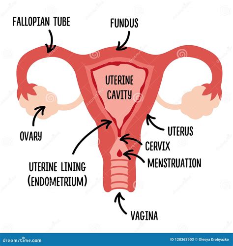 Tampon In Uterus