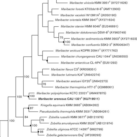 Neighbour Joining Phylogenetic Tree Based On Nearly Complete S Rrna