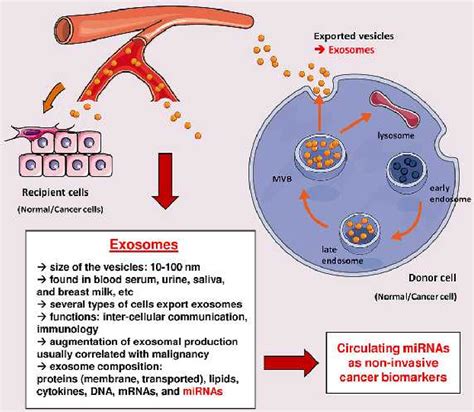 Figure From Potential Applications Of Mirnas As Diagnostic And