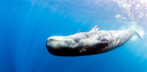 Five Common Species of Toothed Whales • Scuba Diver Life