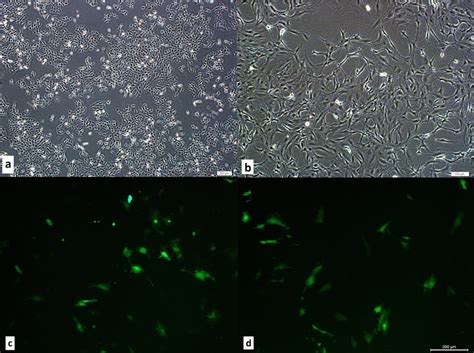 The Microphotographs Of The Cultures Of The B Cells Hmscs And Bmp