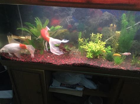 Fish tank gravel | in Morden, London | Gumtree