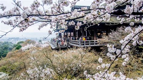 Kiyomizu Dera Temple During Cherry Blossom Season