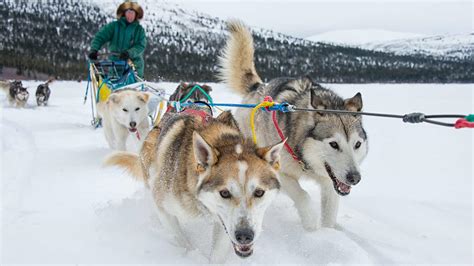 Things To Do Dogsledding Travel Yukon Yukon Canada Official