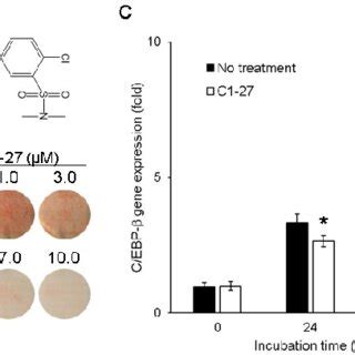 Suppression Of Adipocyte Differentiation By C A The Cytotoxic