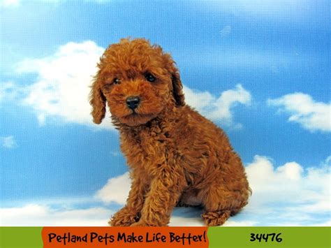 Toy Poodle Dog Male Red 2636574 Petland Pets And Puppies Chicago Illinois