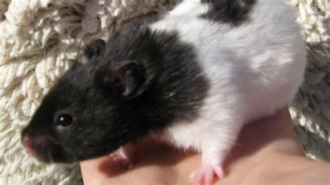 How to Take Care of Panda Hamster as a Pet: Facts and Pictures ...