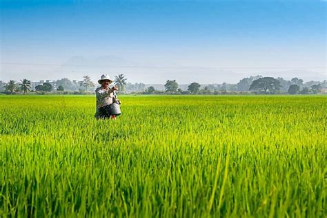 Cadang Tanam Padi Sebesar K Hektar Abang Jo Bagi Green Light Kenal