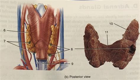 Posterior View Of Thyroid Gland