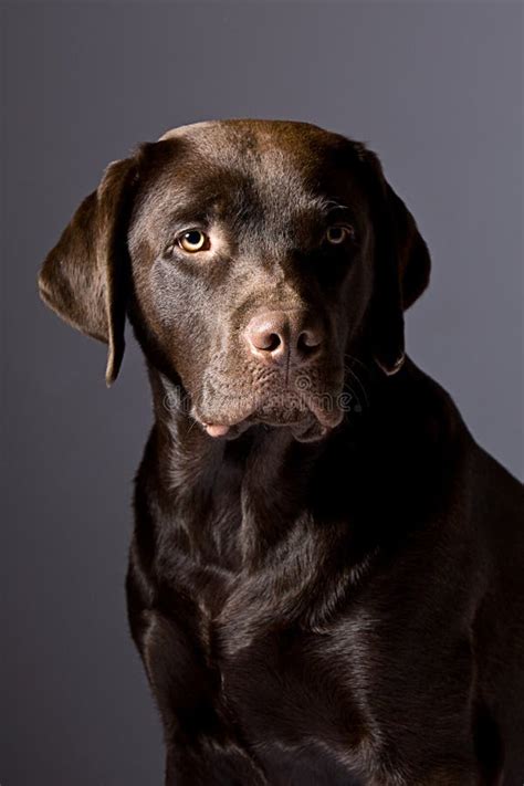 Handsome Chocolate Labrador Against Grey Stock Image Image Of Alert