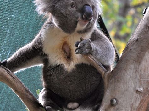 Faits intéressants Australian Koala Foundation