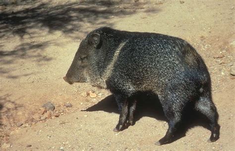 Collared Peccary - Pecari tajacu - NatureWorks