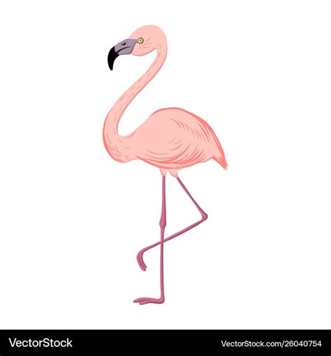 Flamingo drawing - mytenurse