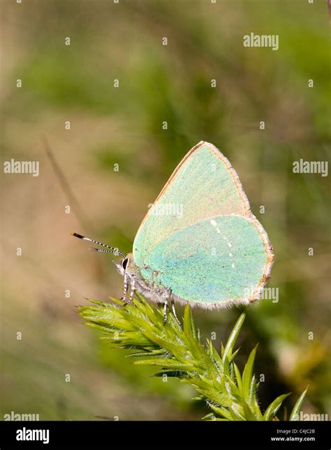 Green Hairstreak Butterfly Callophrys Rubi On Gorse One Of Its Many